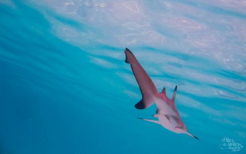 Diving in Sipadan Island, One of the Best Dive Spots in the World ...